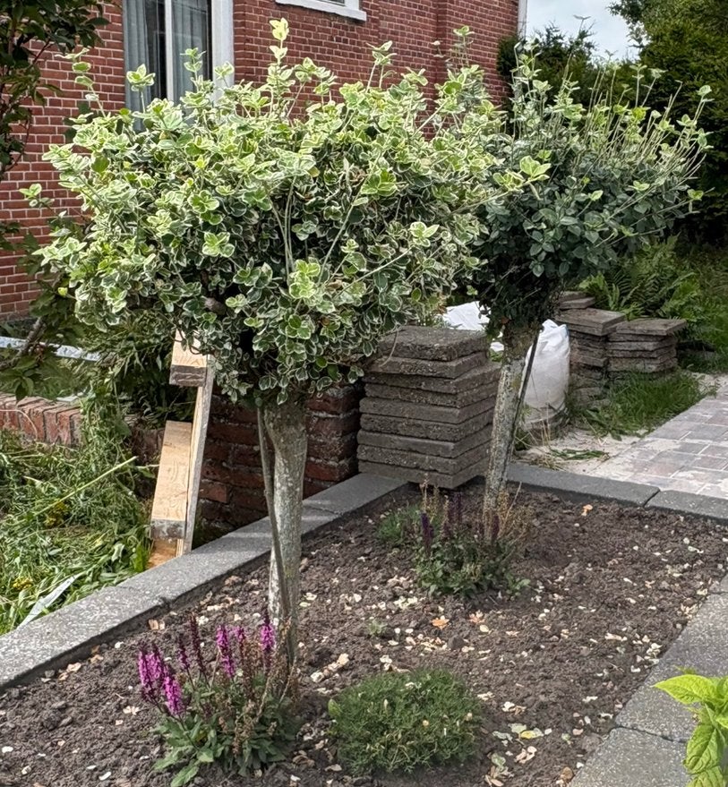 Boompjes, Tuin en Terras, Ophalen, Volle zon, Overige soorten