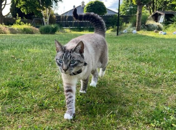 Mooie, lieve knuffelkat Ozzy zoekt een nieuw thuis, Kater, Gechipt, 3 tot 5 jaar