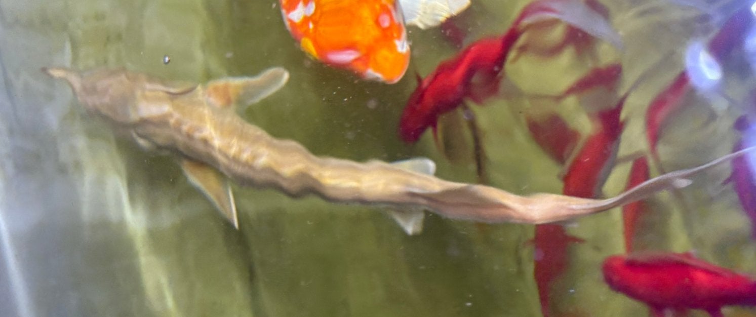 Albino steur 35 cm, Steur