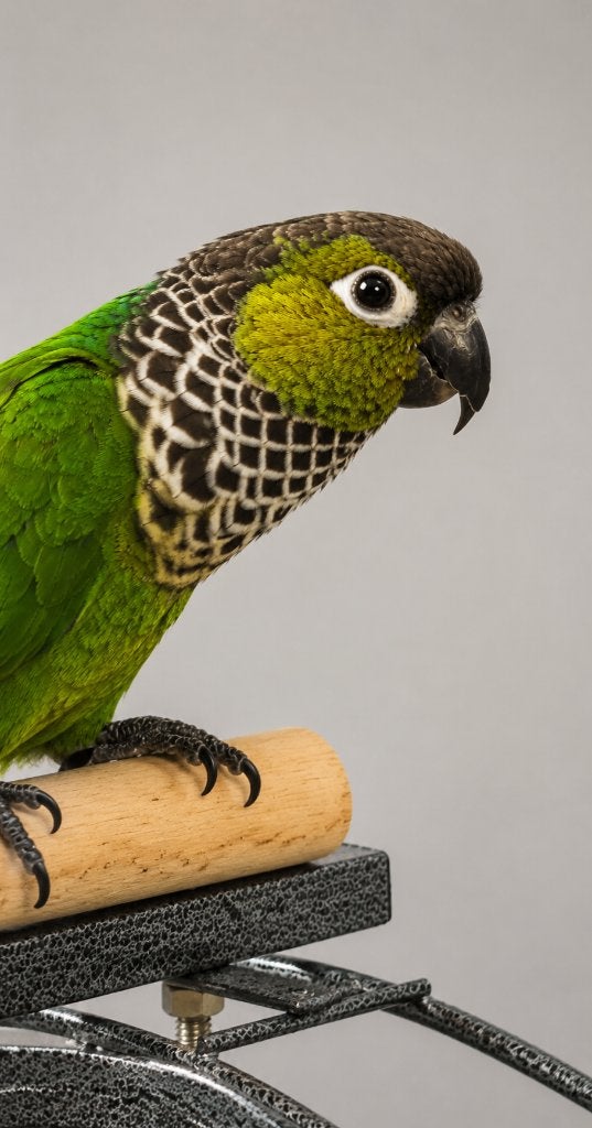 Pyrrhura Rupicola man te ruil voor een pop, Mannelijk, Tropenvogel, Geringd