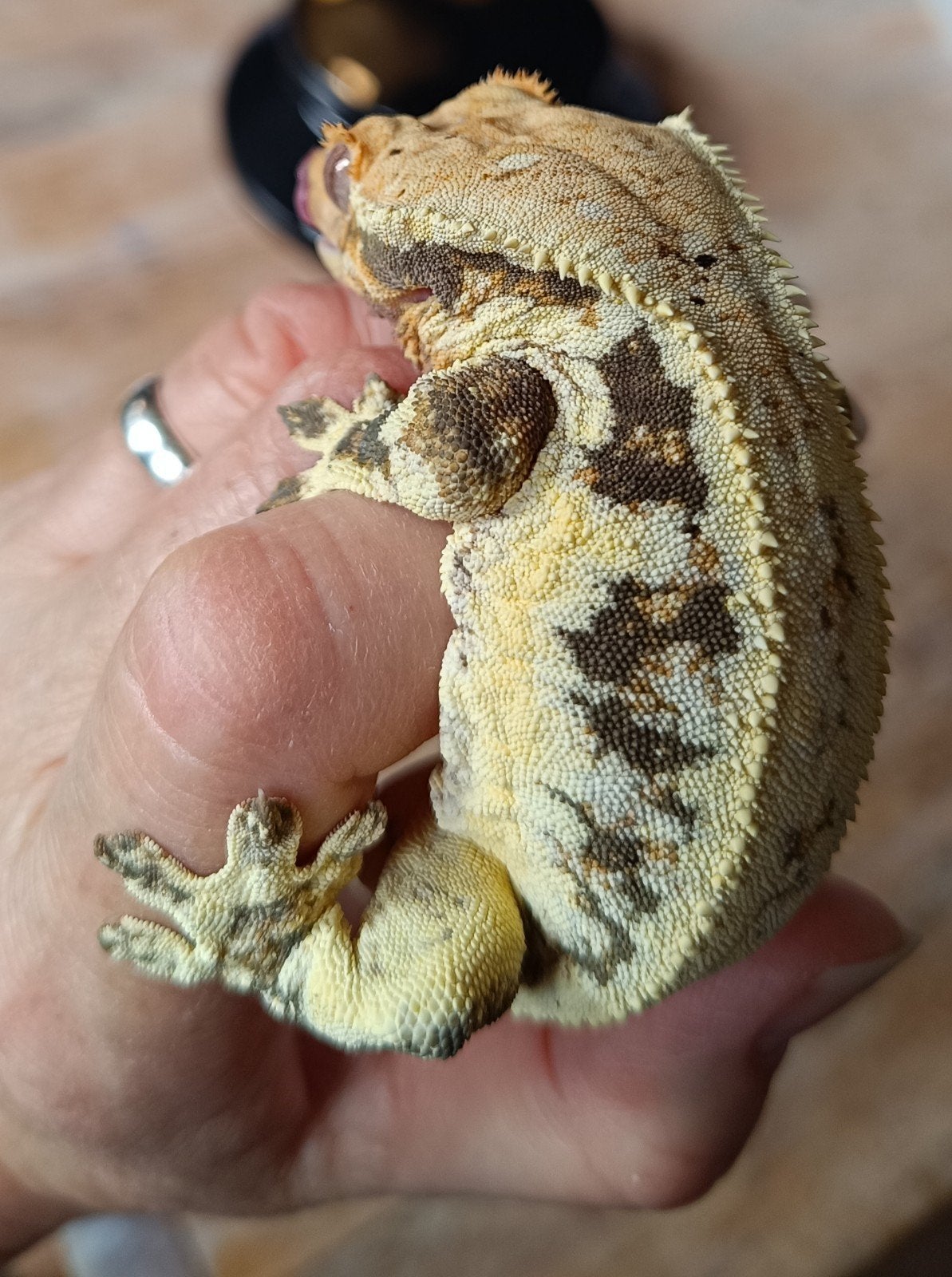 Wimpergekko man Lilly White frogbutt Crested Gecko photo 4