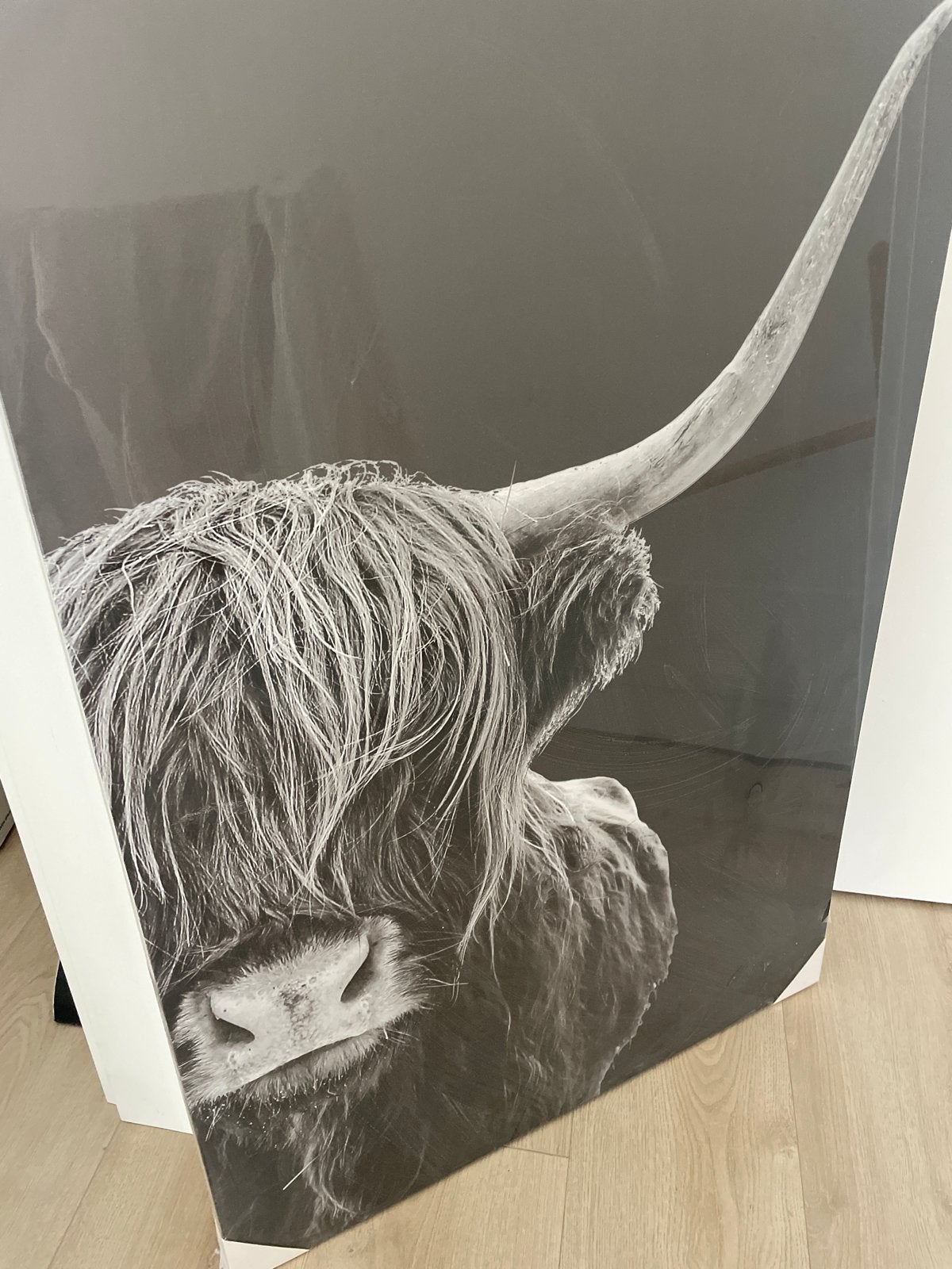 Schilderij Schotse Hooglander Zwart-Wit, Ophalen, 50 tot 75 cm, Zo goed als nieuw, Schilderij