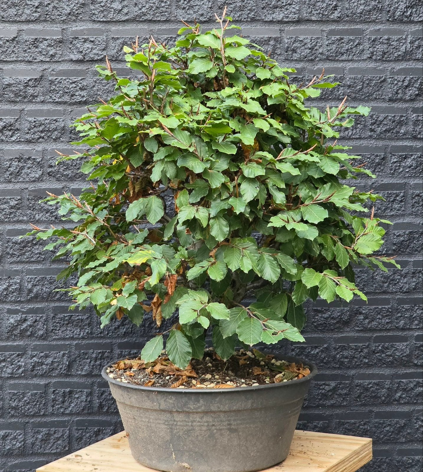 Bonsai, Beuk - Fagus Sylvatica yamadori, Vaste plant, Bloeit niet, Halfschaduw, Ophalen