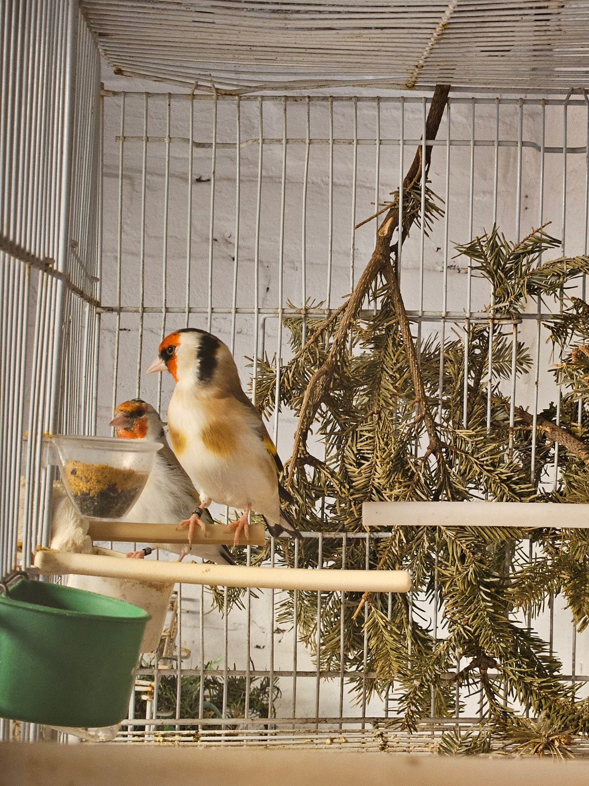 Majoor putter koppel, Meerdere dieren, Bastaard