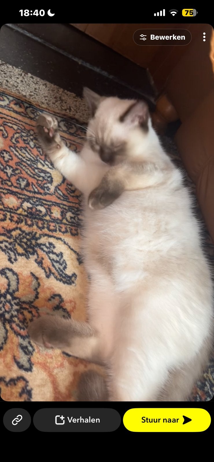 Kater te koop chocolate point coco‍, Dieren en Toebehoren, Kater