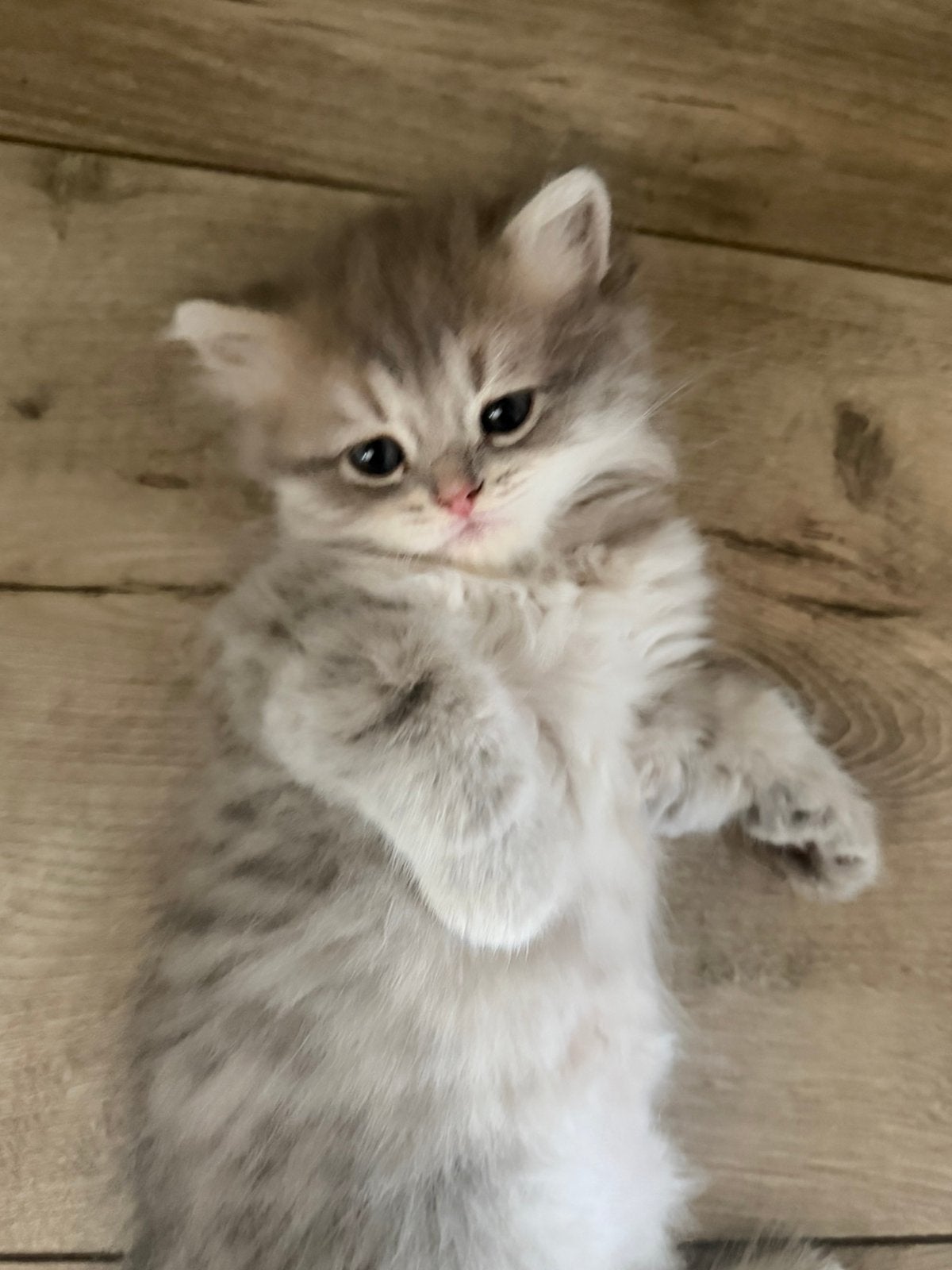 Brits korthaar en brits longhaar, Dieren en Toebehoren, Katten en Kittens | Raskatten | Korthaar, Kater, Ontwormd, 0 tot 2 jaar
