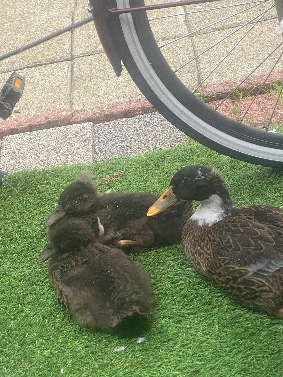 Drie leuke loopeendjes te koop, Dieren en Toebehoren, Pluimvee, Meerdere dieren, Kip