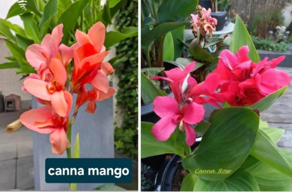Jonge canna planten, rose, mango, oranje 10 + 1 gratis, Ophalen, Overige soorten, Volle zon