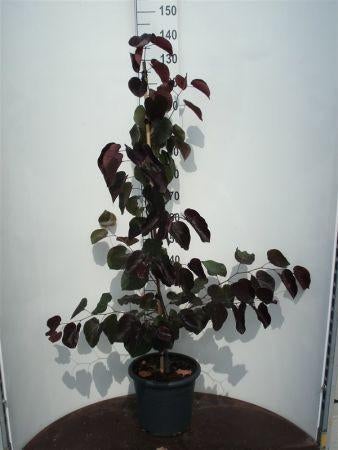 BOOM Cercis canadensis 'Forest Pansy' Paars blad Judasboom, Overige soorten, Vaste plant, Ophalen of Verzenden, Halfschaduw
