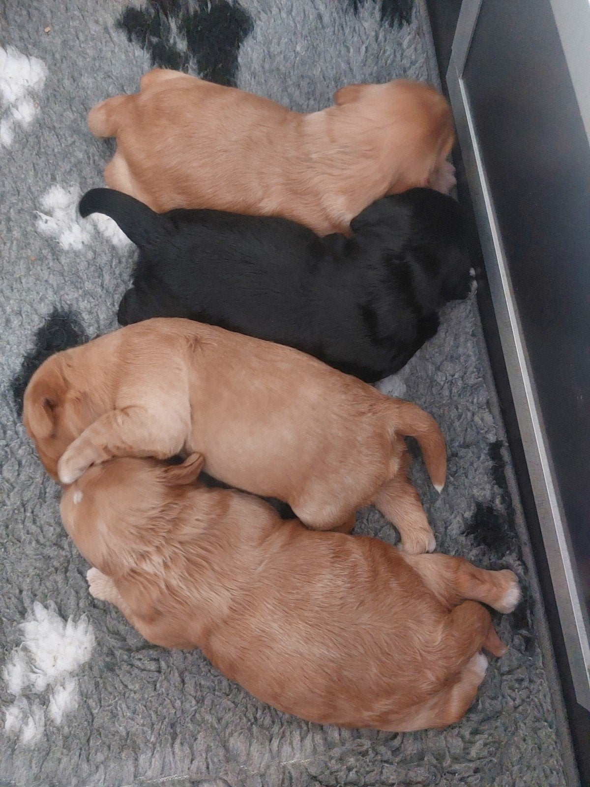 labradoodle x cockapoo pups nog 3 beschikbaar, Overige rassen, 8 tot 15 weken, Parvo, Meerdere