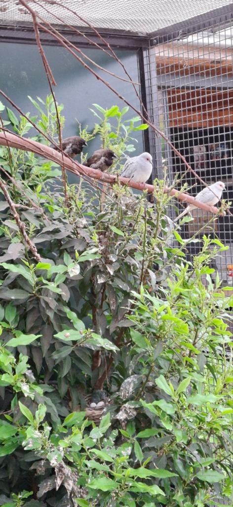 Koppel japanse meeuwtjes, Dieren en Toebehoren, Meerdere dieren, Overige soorten