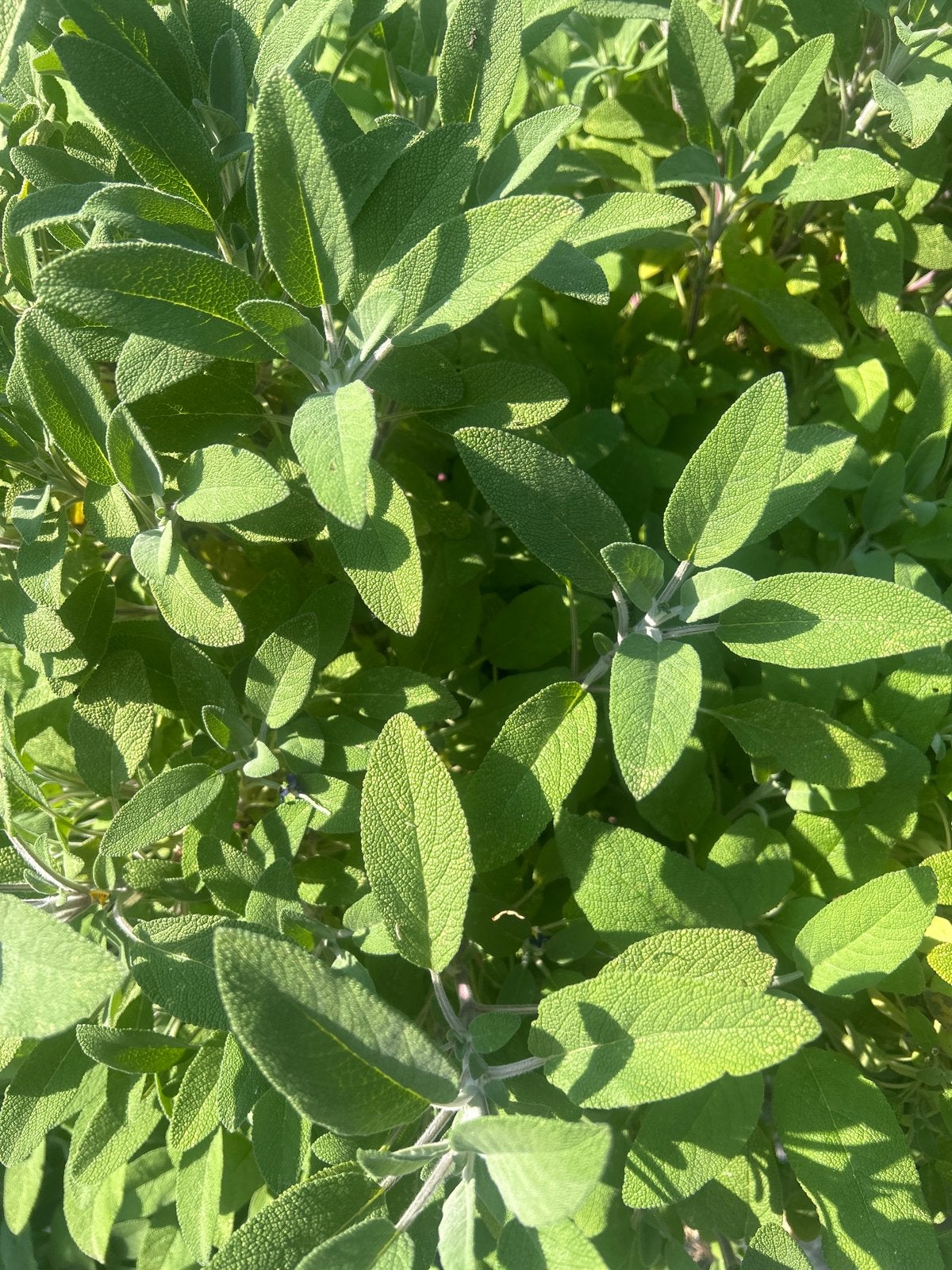 Verse Salie Plant - Ideaal voor Keuken en Tuin, Ophalen, Volle zon, Vaste plant, Kruiden