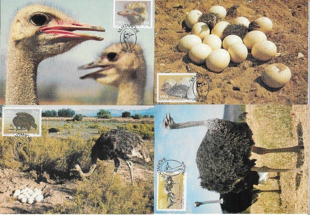 Zuid Afrika 4 maxikaarten SWA vogels struisvogel, Verzenden, Zuid-Afrika, Gestempeld