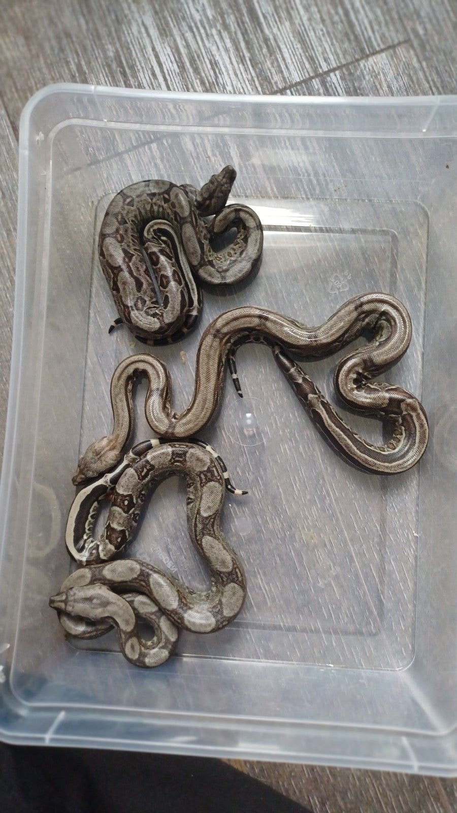 Boa constrictor  poss het Albino Leopard Boa Constrictor - unknown for sale from Hanneke