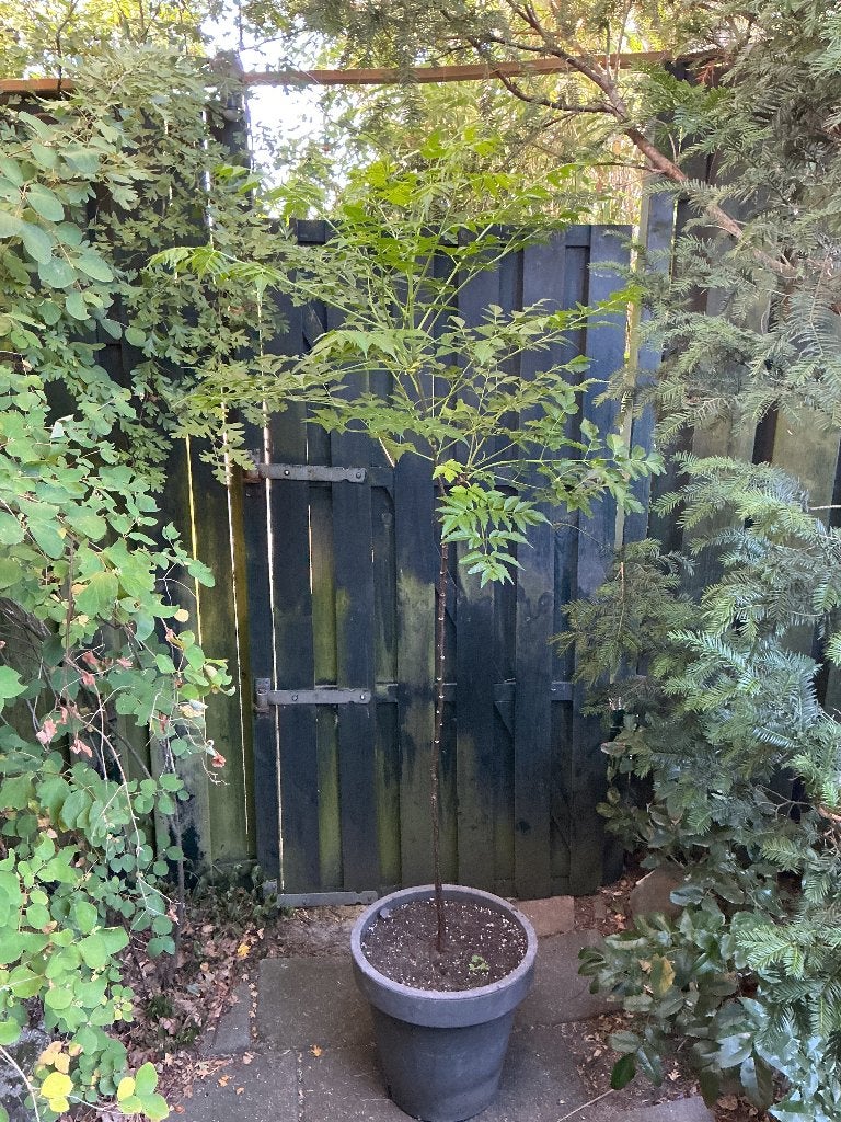 indische sering {Kralenboom }, Tuin en Terras, Overige soorten, Zomer, 400 cm of meer, Ophalen