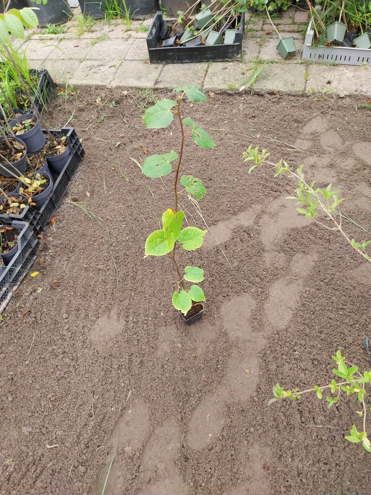 Winterlinde (Tilia cordata) - Jonge boom in pot, Ophalen, In pot, Volle zon, Overige soorten