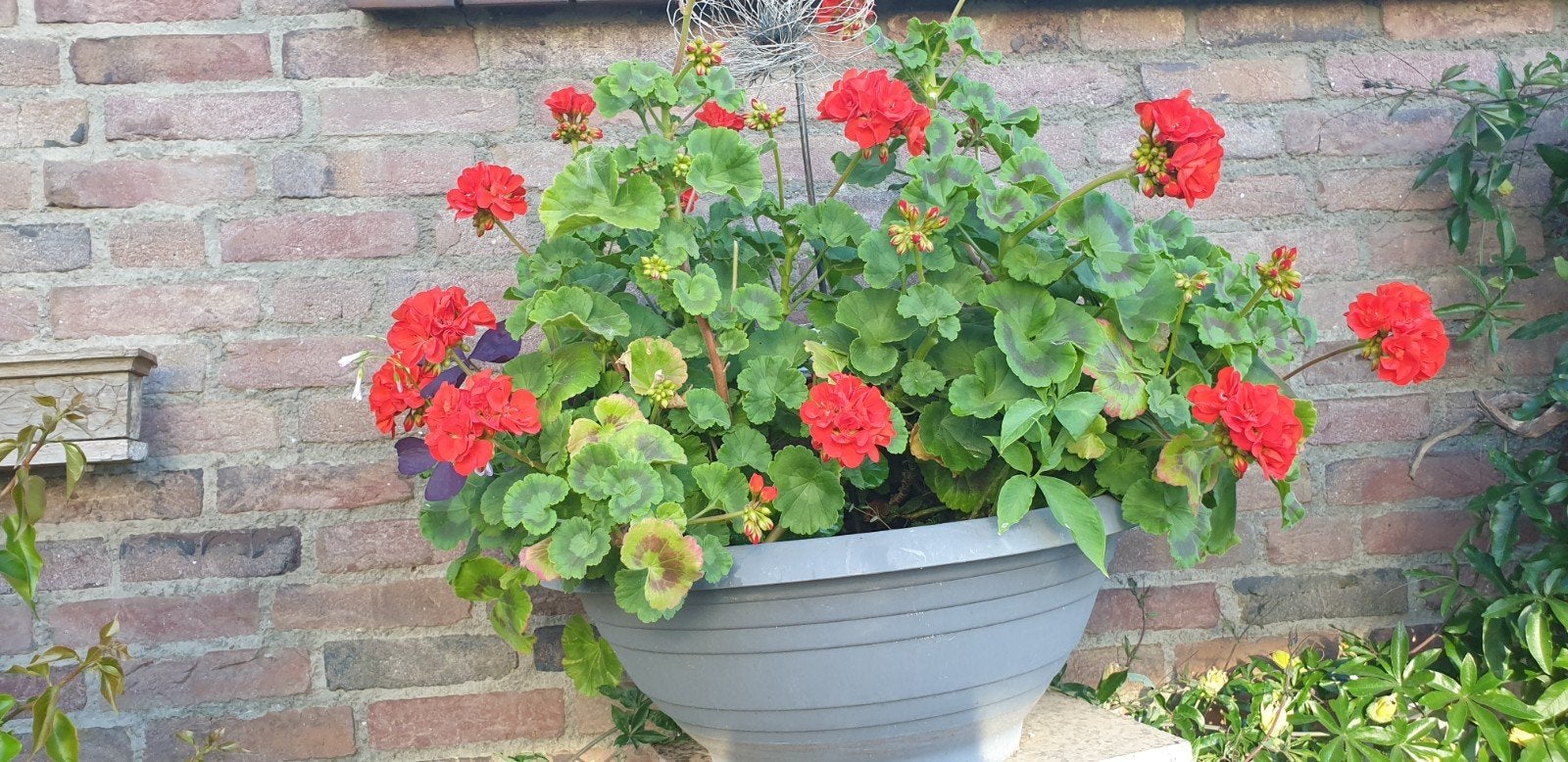Grote schaal met prachtige rode geraniums, Tuin en Terras, Ophalen, Kunststof, Gebruikt, Rond