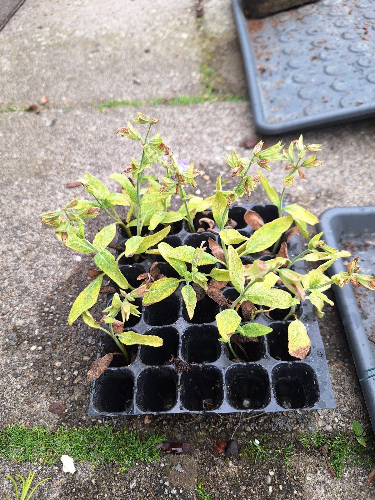 Gewortelde salie stekken., Tuin en Terras, Planten | Tuinplanten, Ophalen, Overige soorten, Volle zon
