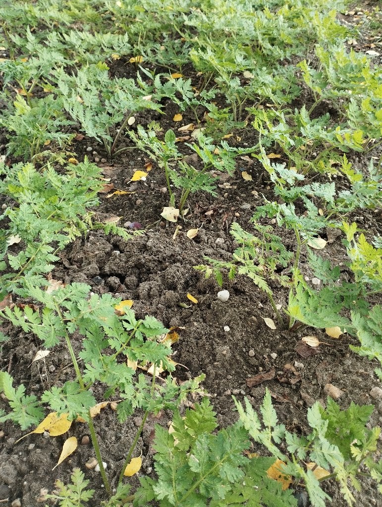 Roomse kervel kruudmoes meerjarige melkmoes moespollen, Ophalen, Lente, Kruiden, Halfschaduw