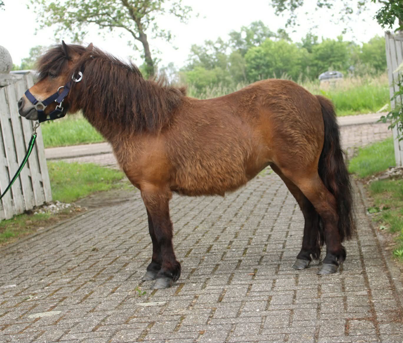 Te koop 3 prachtige grote maat shetlander merries, Dieren en Toebehoren, Merrie
