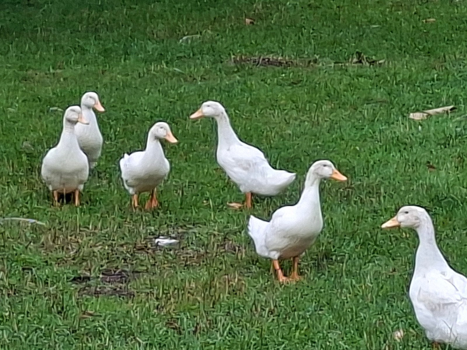 peking eenden, Dieren en Toebehoren, Pluimvee, Meerdere dieren, Eend