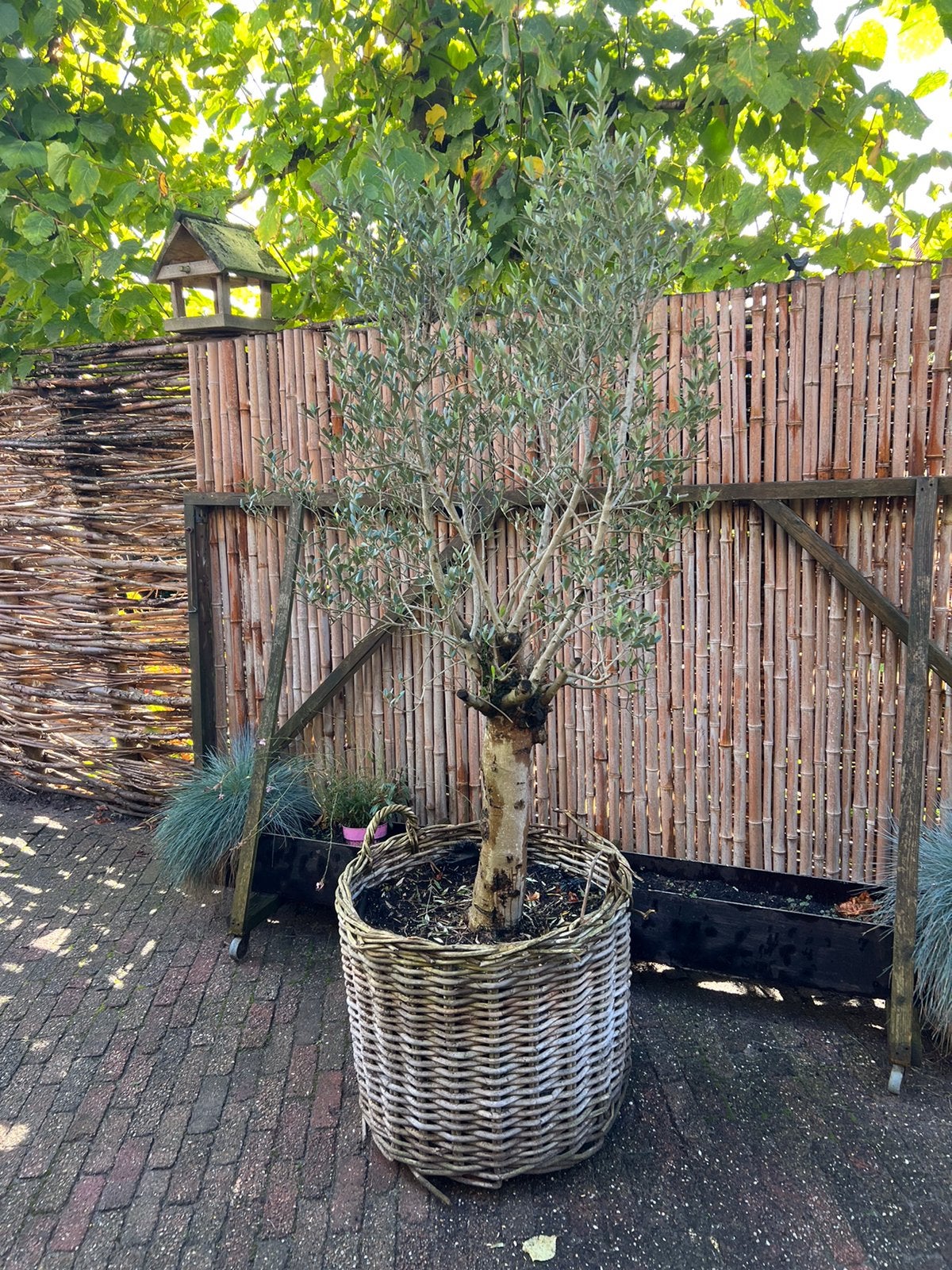 Olijfboom, Tuin en Terras, Volle zon, Bloeit niet, Ophalen of Verzenden, 100 tot 250 cm