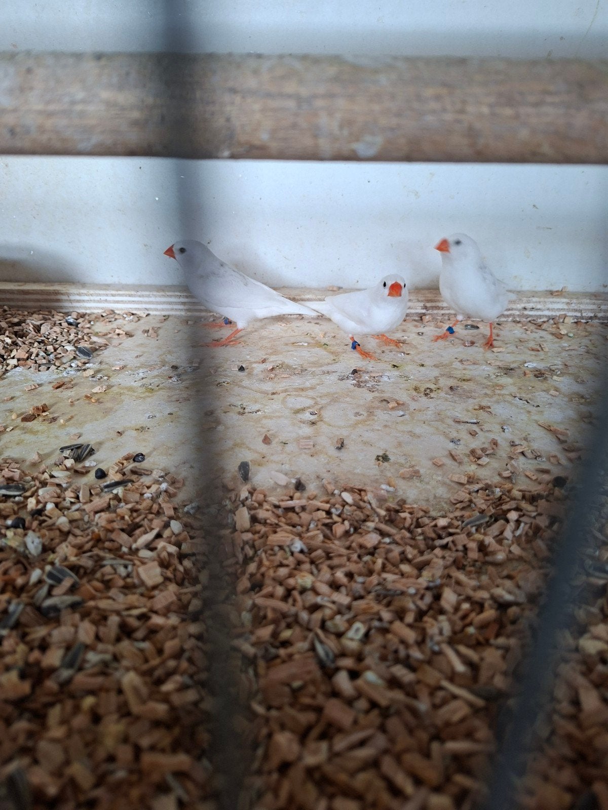 zebravinken 12 het koppel, Meerdere dieren