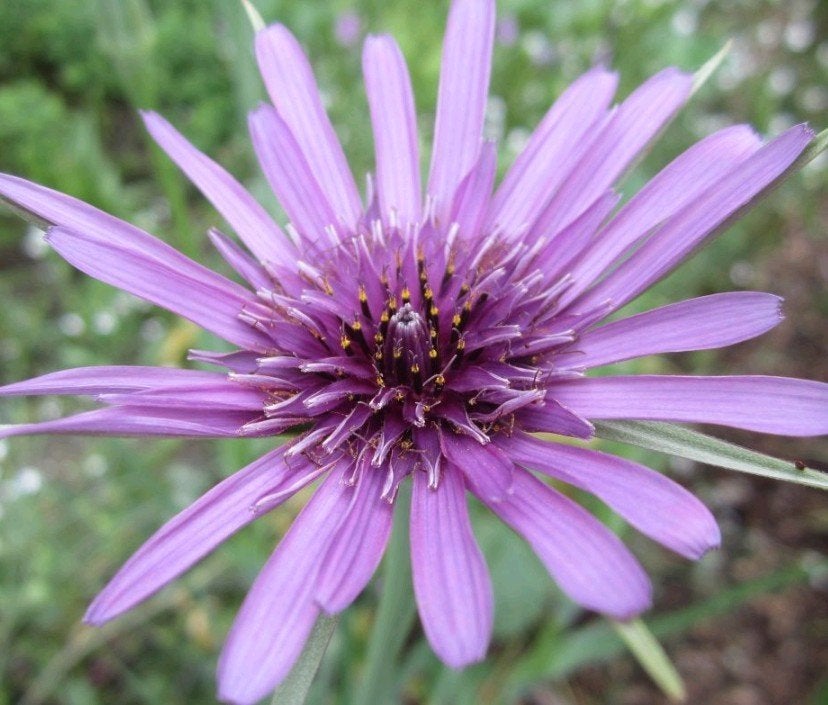 Zaden Paarse morgenster - Tragopogon porrifolius, Verzenden, Volle zon