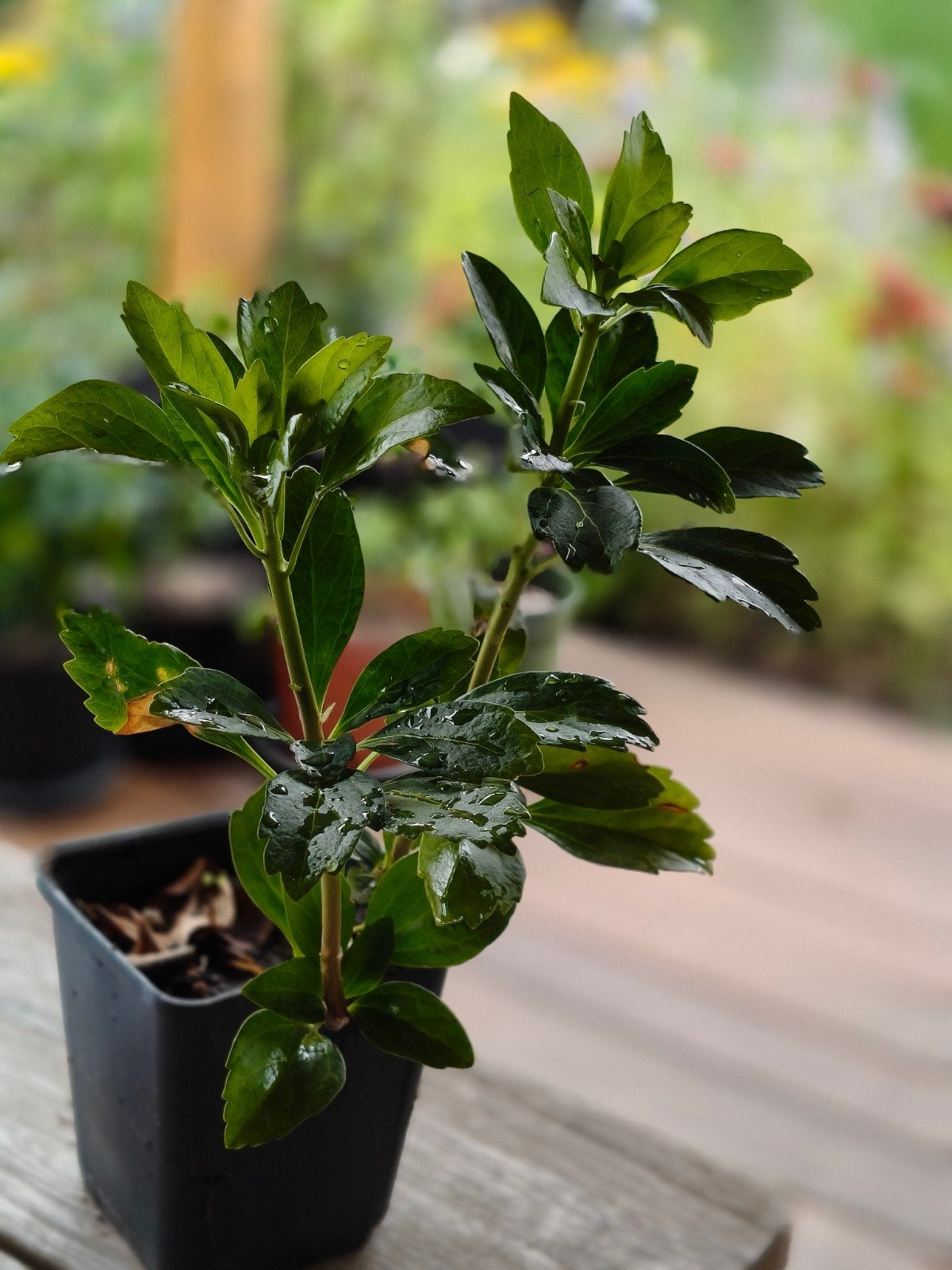 Pachysandra, Tuin en Terras, Ophalen, Bodembedekkers, Vaste plant, Bloeit niet