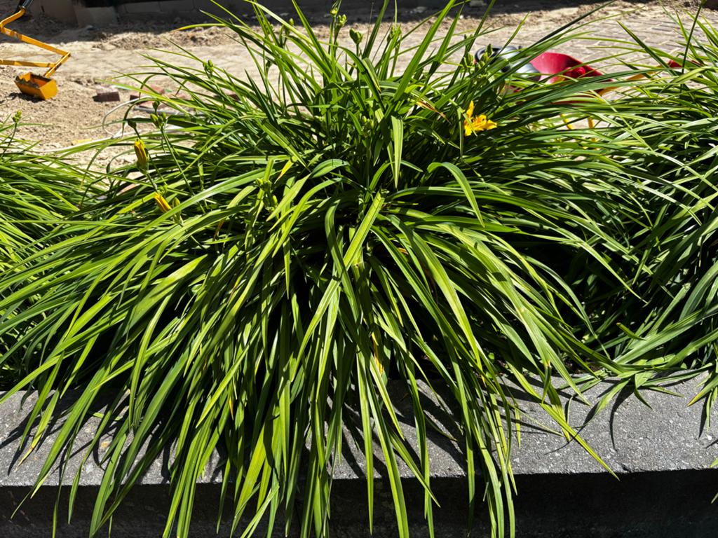 4 Grote Gele Daglelies - Ongeveer 40cm Hoog, Volle zon, Vaste plant, Zomer, Ophalen