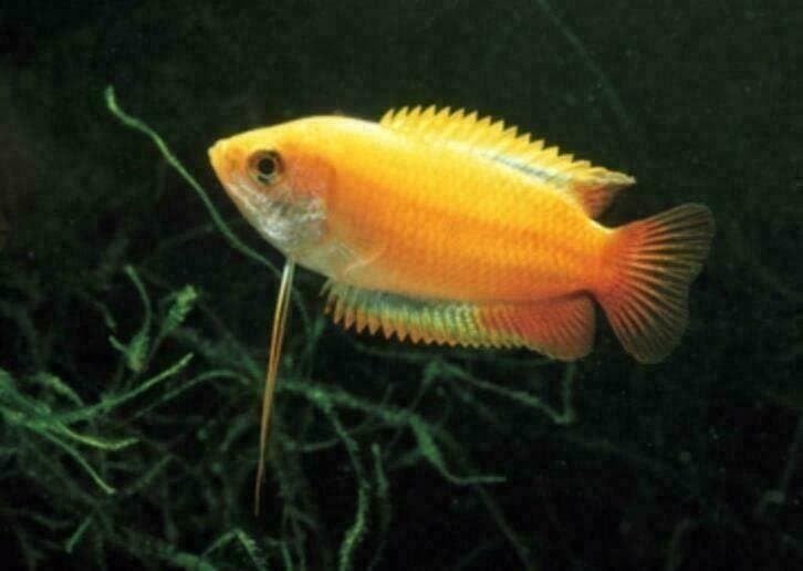 Dwerg gourami,  tiental soorten gourami, Vis