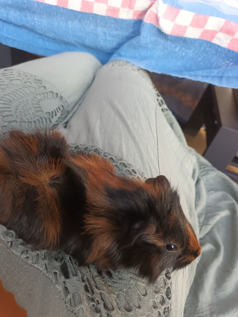 Cavia beer, Mei, Mannelijk, Cavia
