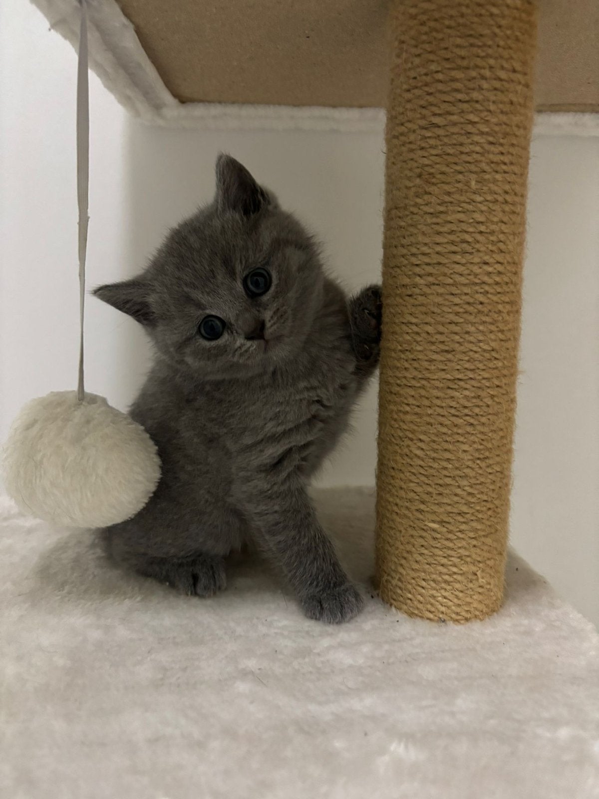 Kittens, Meerdere dieren