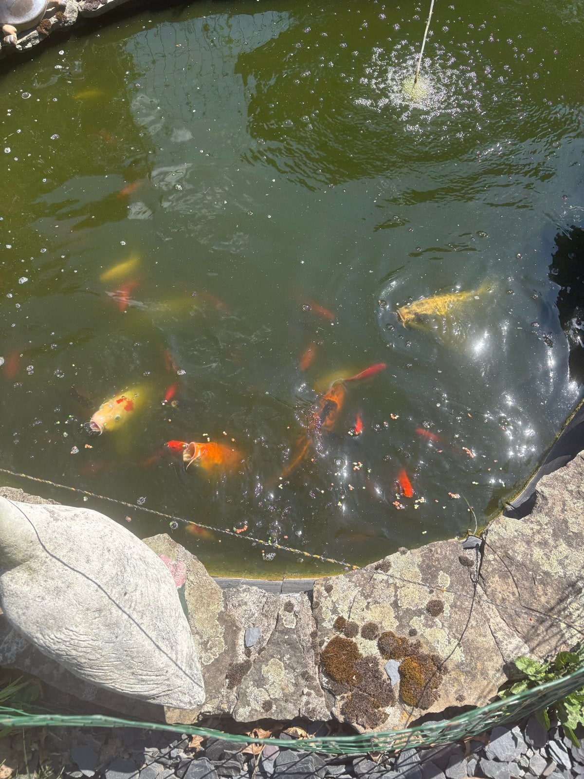 Verschillende koi-karpers te koop, Dieren en Toebehoren, Karper of Koi