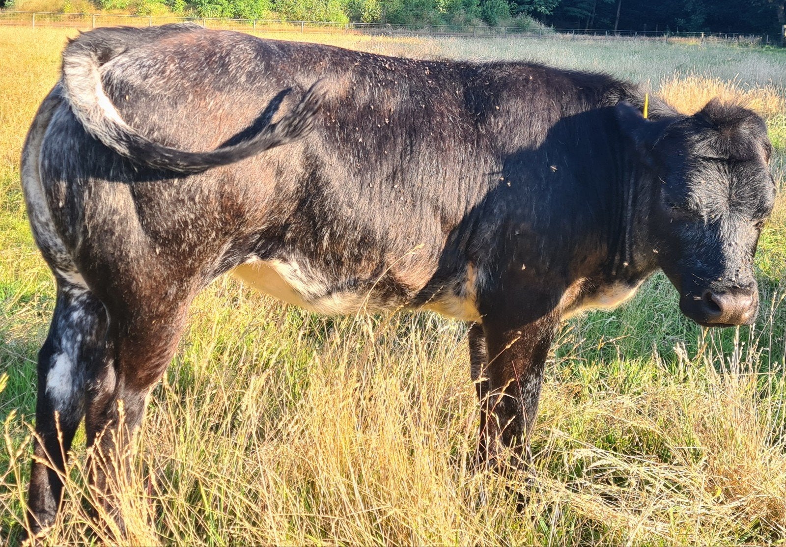 𝗟𝘂𝘅𝗲 𝗕𝗹𝗮𝗰𝗸 𝗔𝗻𝗴𝘂𝘀 𝗩𝗮𝗮𝗿𝘀, Dieren en Toebehoren, Runderen, Vrouwelijk, 0 tot 2 jaar