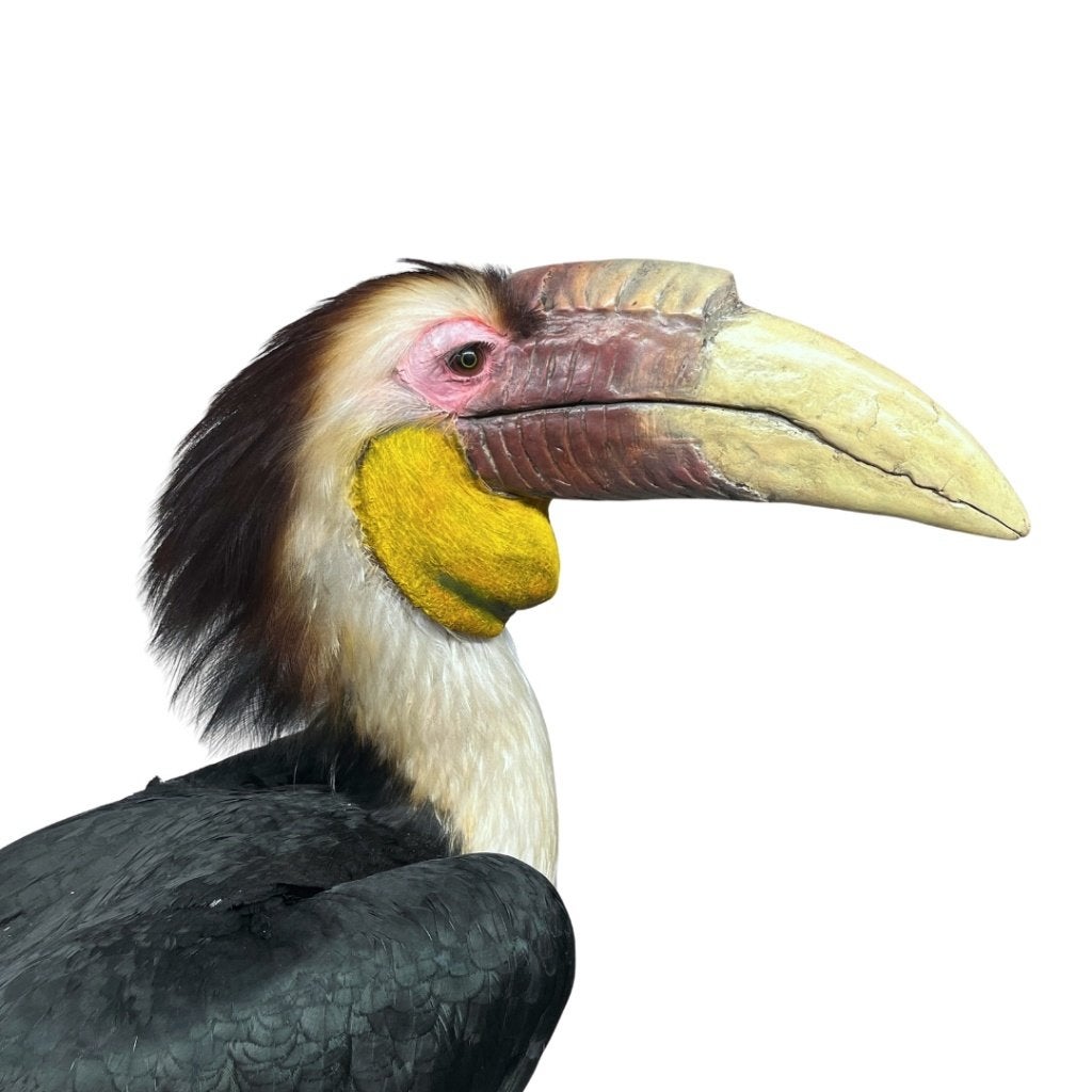 Opgezette gewone jaarvogel / opgezette neushoornvogel, Ophalen of Verzenden, Nieuw, Vogel, Opgezet dier