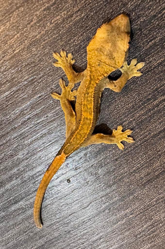 100% het Axanthic Harlequin baby wimper gekko te koop, Dieren en Toebehoren, Hagedis, Met terrarium, 0 tot 2 jaar
