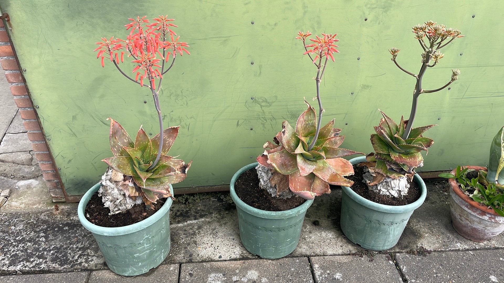 Aloë Vera en Agave planten in pot, Volle zon, Vaste plant, Zomer, Ophalen