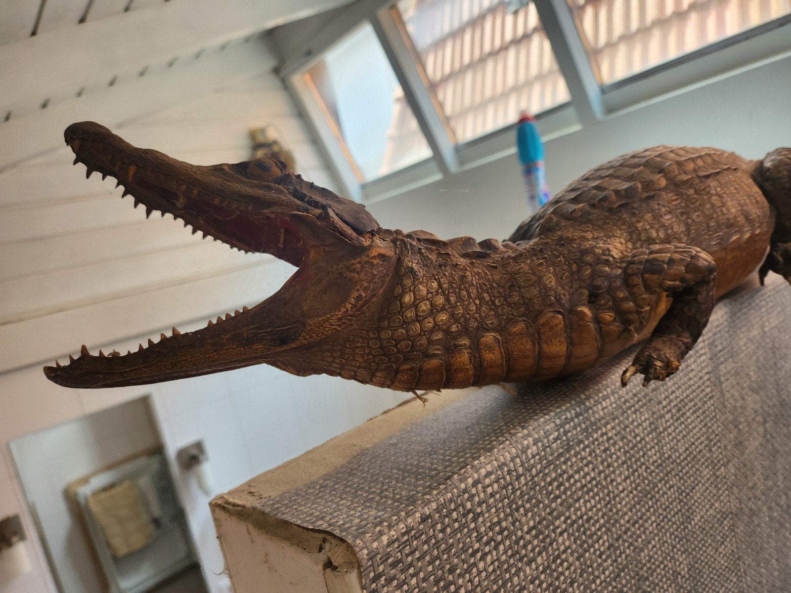 Opgezette Krokodil - Uniek Decoratiestuk, Verzamelen, Ophalen of Verzenden, Gebruikt