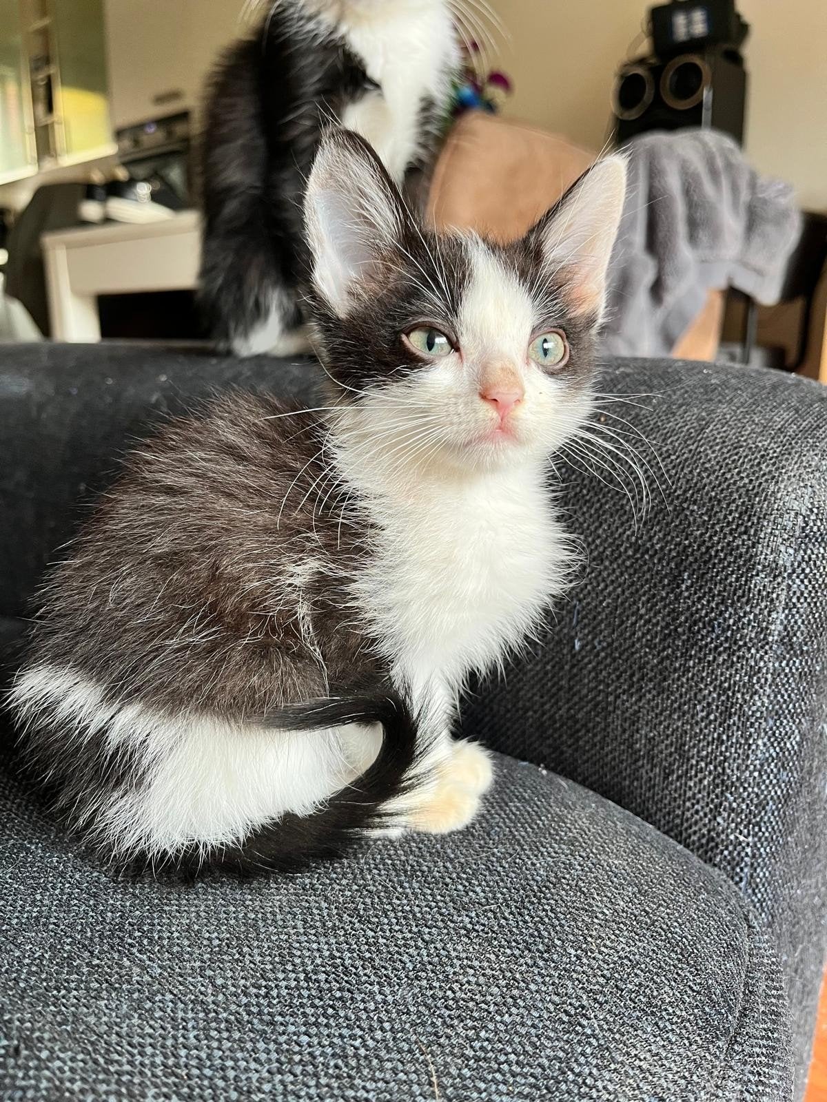 te koop kruizing ragdolls, Kater