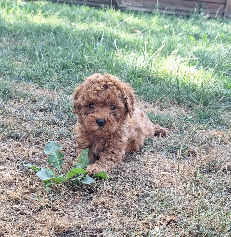 4 Lieve abrikoos/donker rode Maltipoo teefjes te koop🐾, Dieren en Toebehoren, Parvo, Overige rassen, 8 tot 15 weken, Teef