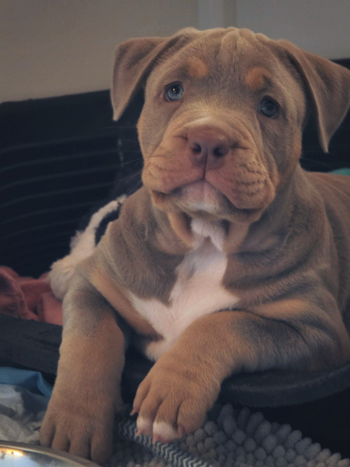 American Bully teefje *ABKC, Dieren en Toebehoren, Honden | Bulldogs, Pinschers en Molossers, Overige rassen, 8 tot 15 weken, Teef