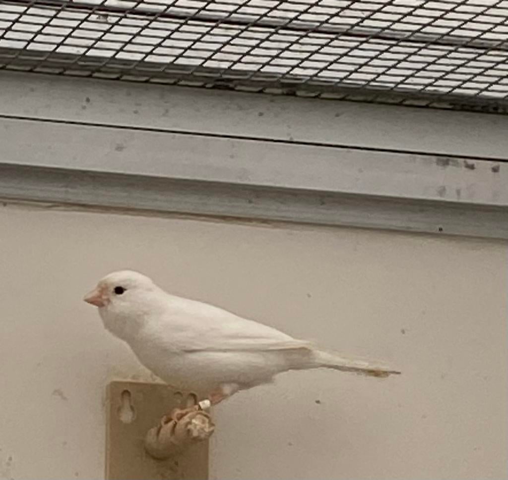 Te koop twee kanaries poppen, Dieren en Toebehoren, Vogels | Kanaries, Vrouwelijk, Kleurkanarie