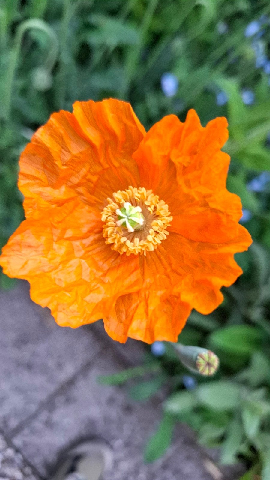 Papaver Atlanticum zaden, "Donzige klaproos", Verzenden, Volle zon