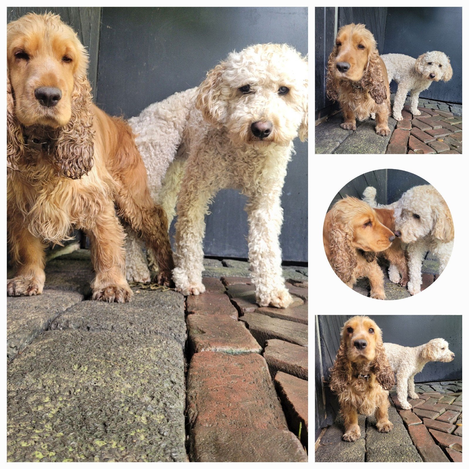 Cockapoo F1 pups 12 augustus is ze uitgerekend, Parvo, Overige rassen, 8 tot 15 weken, Meerdere