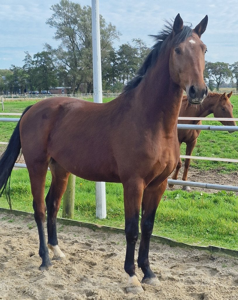 4 jarige Zangersheide ruin, Springpaard, 175 cm of meer, Met stamboom, Ruin