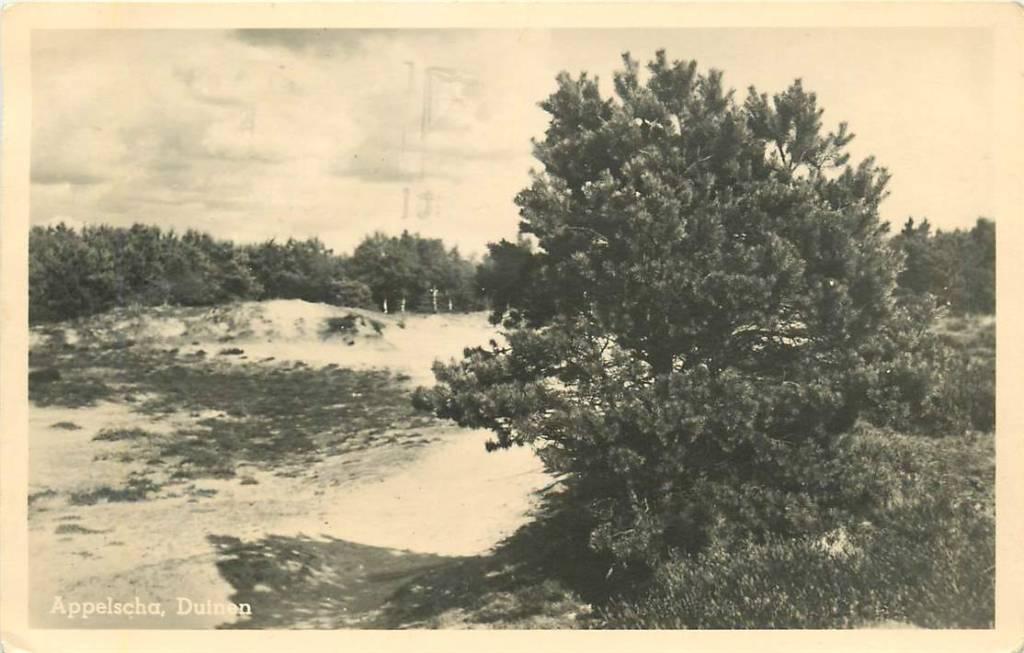 381-481-035 Appelscha Duinen, Verzenden, Voor 1920, Friesland