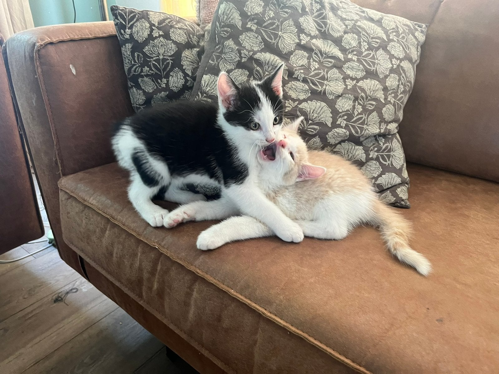 Lieve knappe kittens te koop, Meerdere dieren