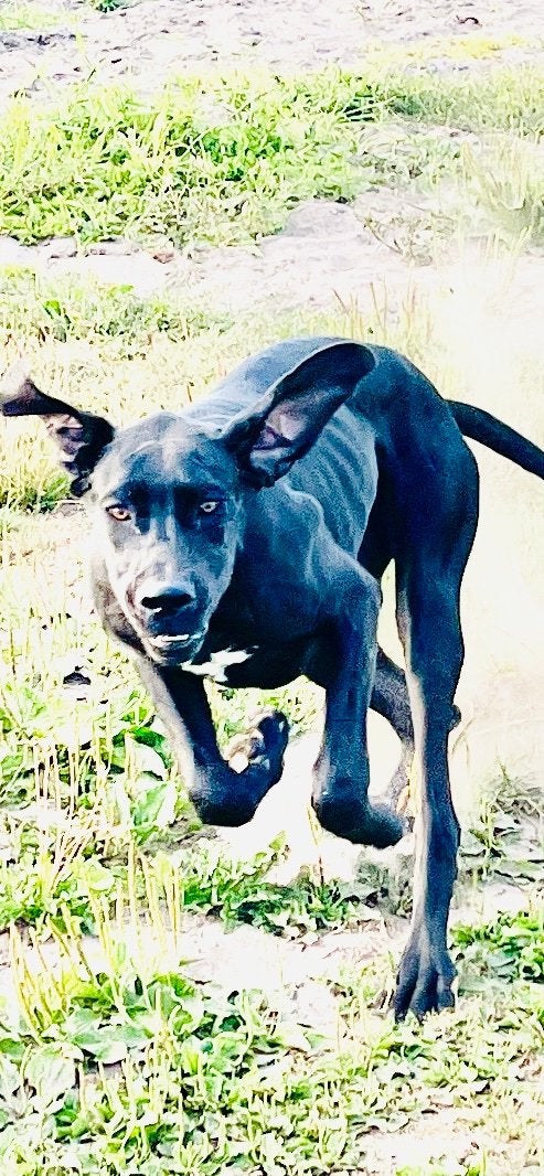 Duitse dog, Dieren en Toebehoren, Honden | Niet-rashonden, HCC (leverziekte), 15 weken tot 1 jaar, Teef, Groot