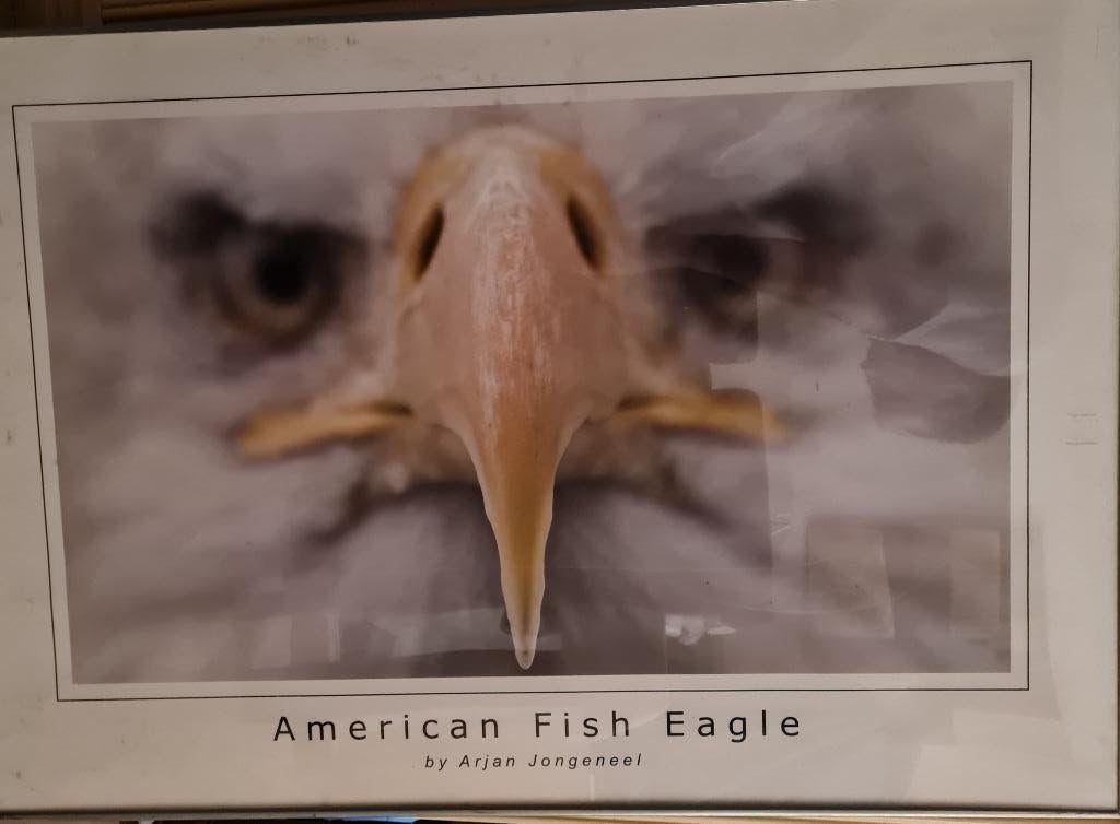 Prachtig ingelijste poster "American Fish Eagle" A Jongeneel, Ophalen